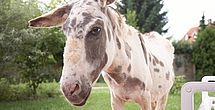 Tiertherapie im Pflegeheim Bad Lauterberg