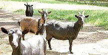 Tiere sorgen für heitere Stimmung im betreuten Wohnen Rastow - Haus Pulverhof