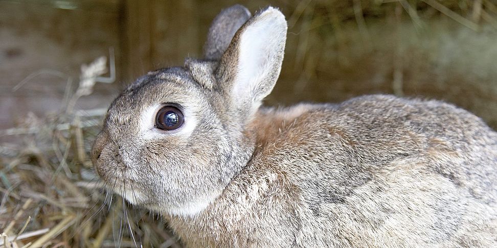 Tiere sorgen für heitere Stimmung im betreuten Wohnen Rastow - Haus Pulverhof