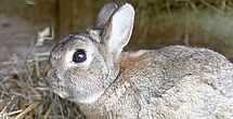 Tiere sorgen für heitere Stimmung im betreuten Wohnen Rastow - Haus Pulverhof