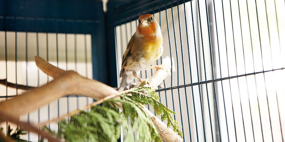 Tiere bringen Unterhaltung und Zuwendung in das Pflegeheim Pullach.