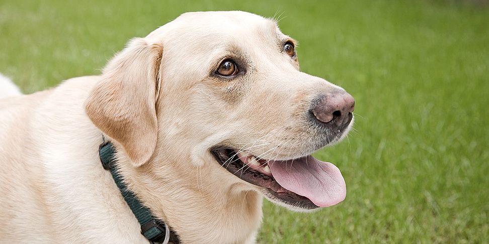 Tiere bringen Unterhaltung und Zuwendung in das Pflegeheim Kaiserslautern